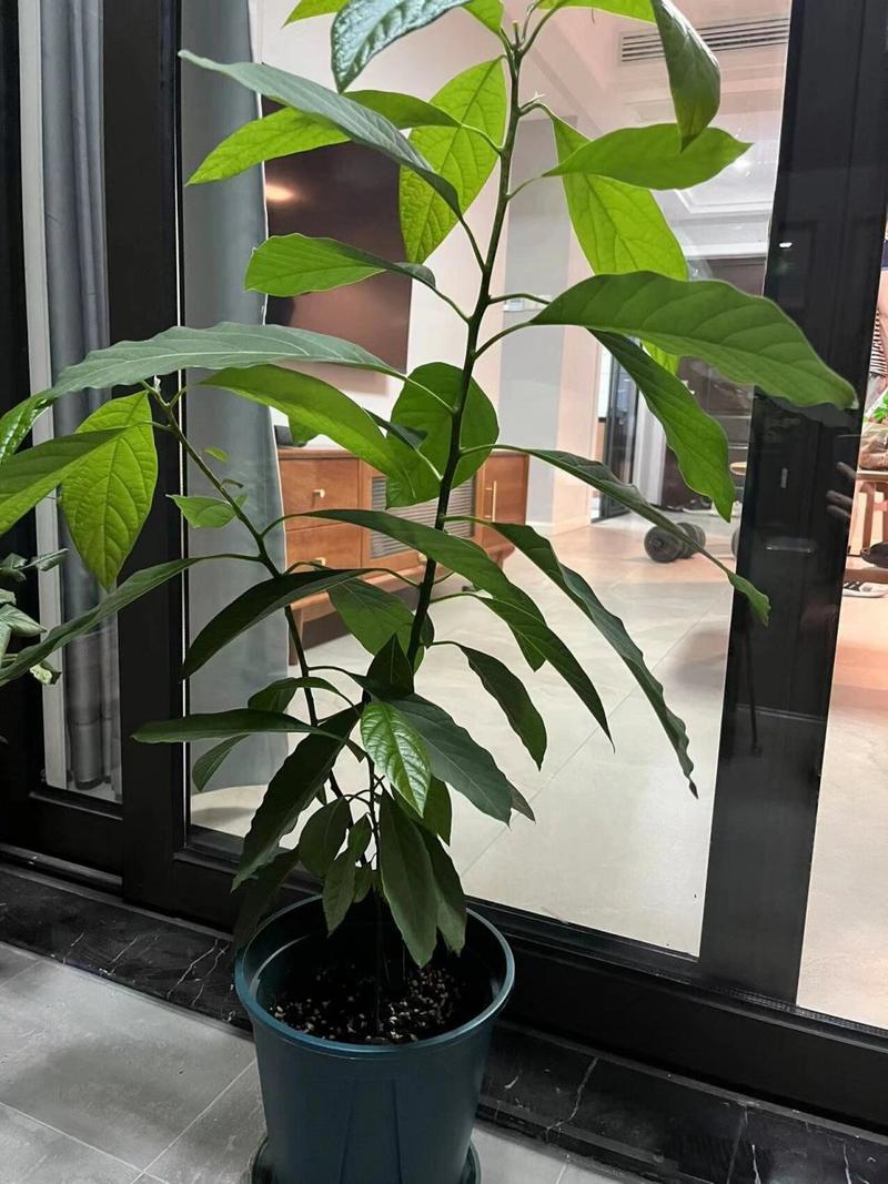 牛油果树盆栽会结果吗(牛油果树盆栽会结果吗怎么养)-第3张图片-花花知道网 牛油果树盆栽会结果吗(牛油果树盆栽会结果吗怎么养)-第3张图片-花花知道网