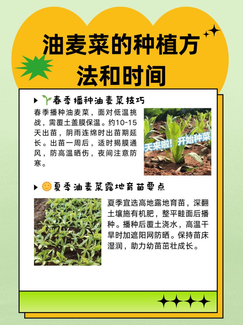 油麦菜怎么种(油麦菜怎么种植视频教程)-第2张图片-花花知道网 油麦菜怎么种(油麦菜怎么种植视频教程)-第2张图片-花花知道网