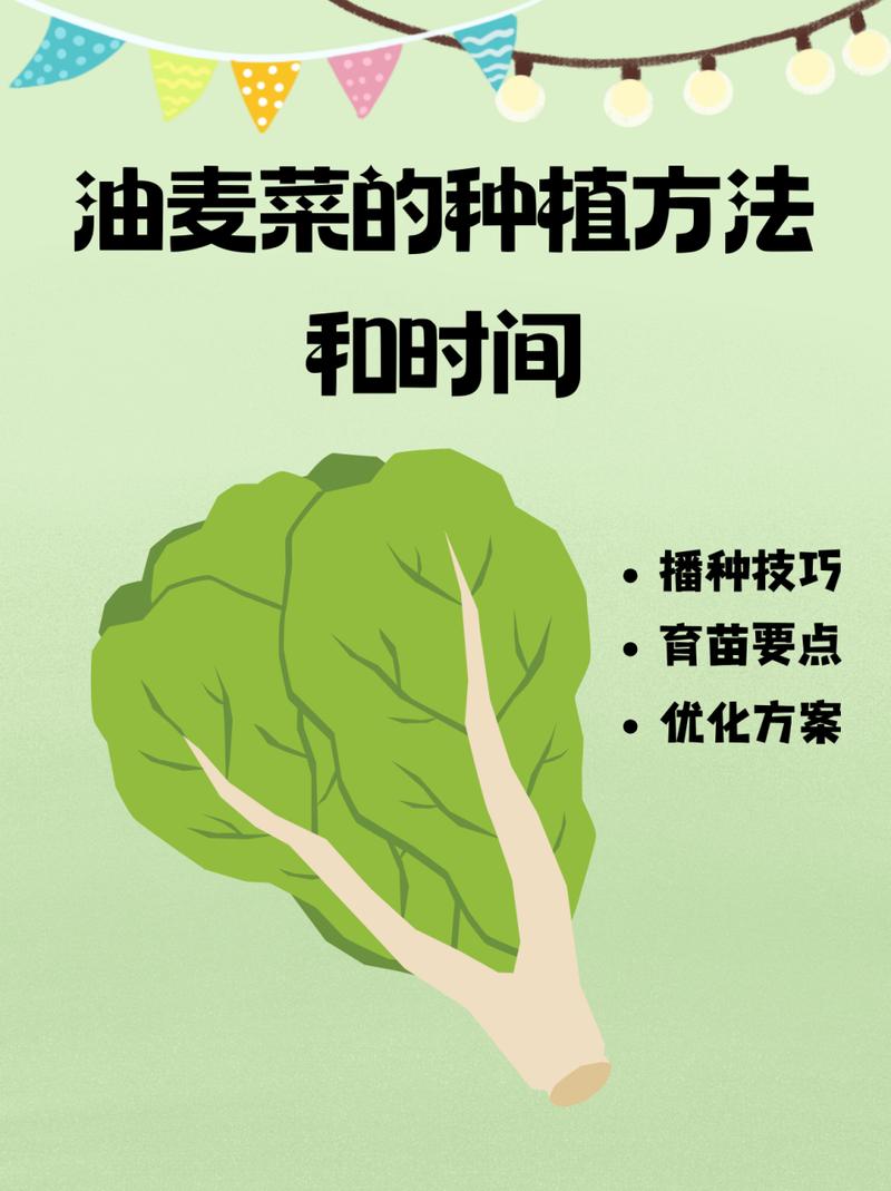 油麦菜怎么种(油麦菜怎么种植视频教程)-第3张图片-花花知道网 油麦菜怎么种(油麦菜怎么种植视频教程)-第3张图片-花花知道网
