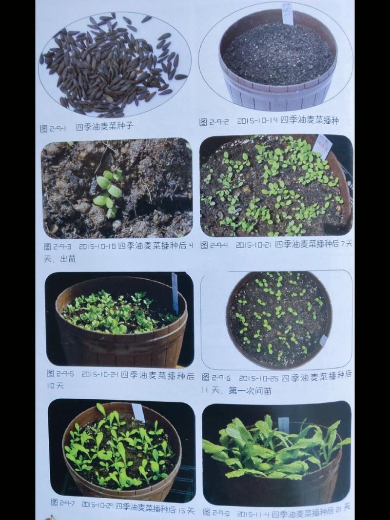 油麦菜怎么种(油麦菜怎么种植视频教程)-第6张图片-花花知道网 油麦菜怎么种(油麦菜怎么种植视频教程)-第6张图片-花花知道网