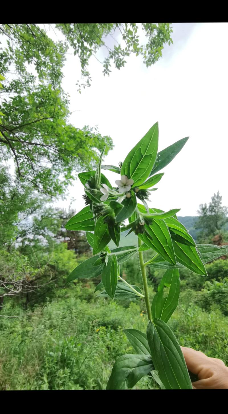 紫芳草的繁殖方法(紫芳草是多年生吗)-第2张图片-花花知道网 紫芳草的繁殖方法(紫芳草是多年生吗)-第2张图片-花花知道网