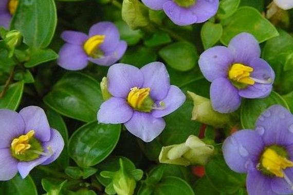 紫芳草的繁殖方法(紫芳草是多年生吗)-第1张图片-花花知道网 紫芳草的繁殖方法(紫芳草是多年生吗)-第1张图片-花花知道网