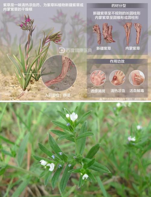紫芳草的繁殖方法(紫芳草是多年生吗)-第3张图片-花花知道网 紫芳草的繁殖方法(紫芳草是多年生吗)-第3张图片-花花知道网