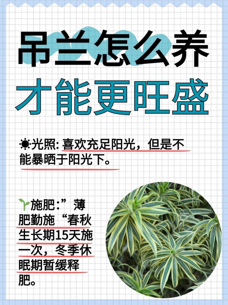 吊兰怎么养长得好(水培吊兰怎么养长得好)-第3张图片-花花知道网 吊兰怎么养长得好(水培吊兰怎么养长得好)-第3张图片-花花知道网