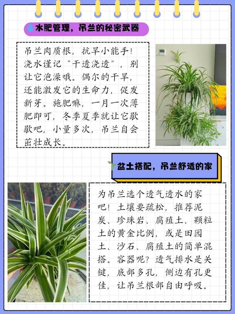 吊兰怎么养长得好(水培吊兰怎么养长得好)-第4张图片-花花知道网 吊兰怎么养长得好(水培吊兰怎么养长得好)-第4张图片-花花知道网