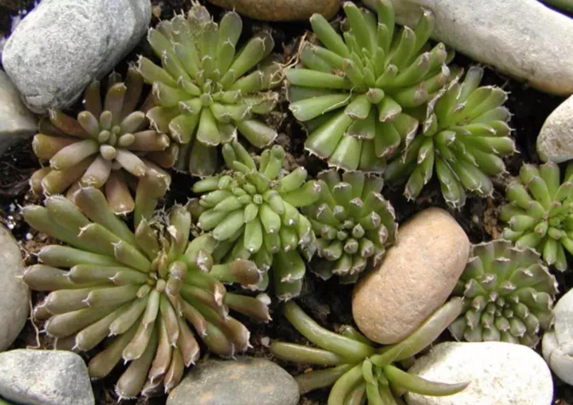 塔花瓦松种子怎么种(塔松怎么种植成活率高)-第3张图片-花花知道网 塔花瓦松种子怎么种(塔松怎么种植成活率高)-第3张图片-花花知道网