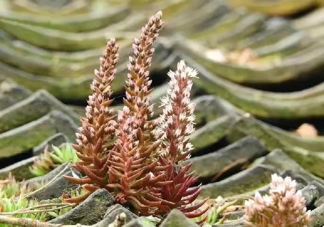 塔花瓦松种子怎么种(塔松怎么种植成活率高)-第4张图片-花花知道网 塔花瓦松种子怎么种(塔松怎么种植成活率高)-第4张图片-花花知道网
