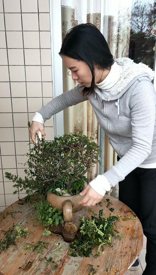 胡椒木怎么修剪(胡椒木耐修剪吗)-第3张图片-花花知道网 胡椒木怎么修剪(胡椒木耐修剪吗)-第3张图片-花花知道网