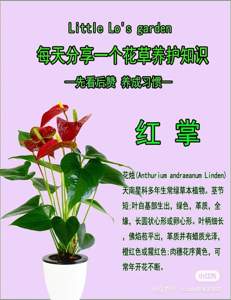 红掌怎样扦插(红掌如何扦插视频教程)-第3张图片-花花知道网 红掌怎样扦插(红掌如何扦插视频教程)-第3张图片-花花知道网