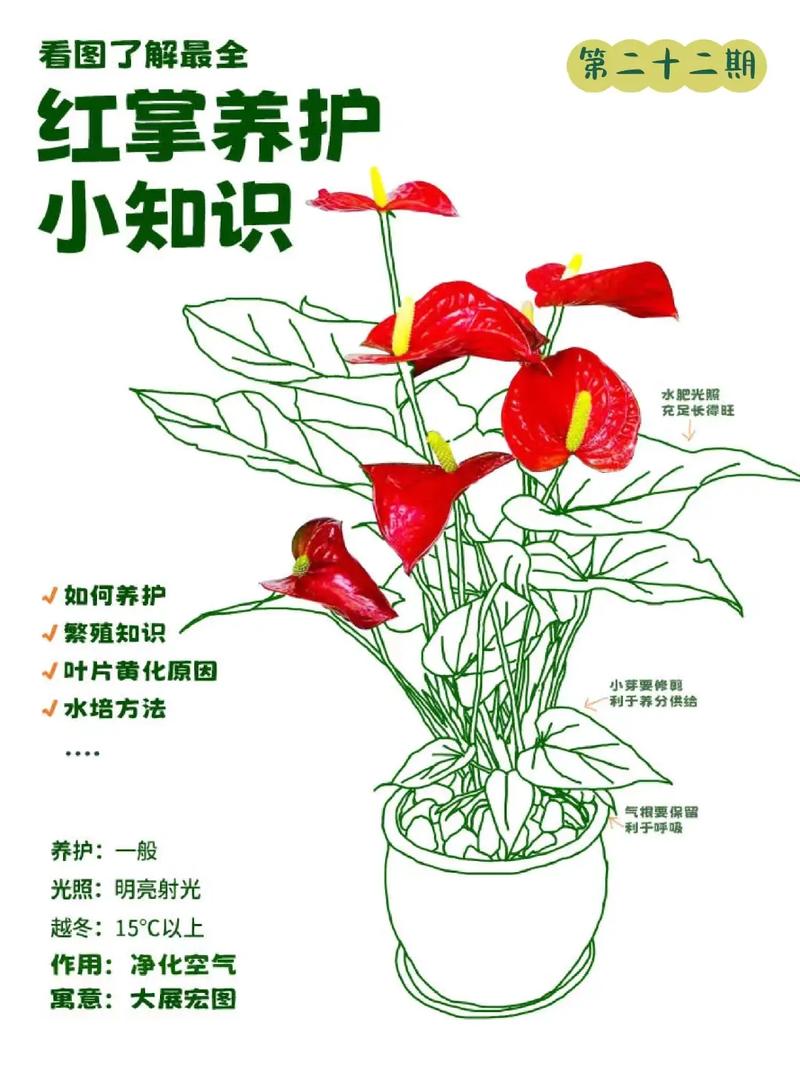 红掌怎样扦插(红掌如何扦插视频教程)-第5张图片-花花知道网 红掌怎样扦插(红掌如何扦插视频教程)-第5张图片-花花知道网