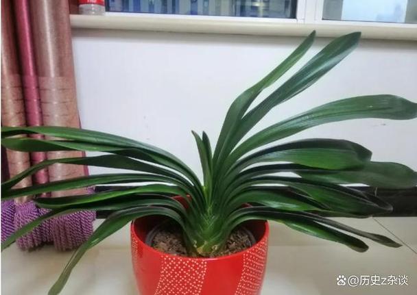 君子兰浇什么水比较好(君子兰浇什么水合适)-第3张图片-花花知道网 君子兰浇什么水比较好(君子兰浇什么水合适)-第3张图片-花花知道网