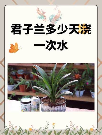 君子兰浇什么水比较好(君子兰浇什么水合适)-第6张图片-花花知道网 君子兰浇什么水比较好(君子兰浇什么水合适)-第6张图片-花花知道网