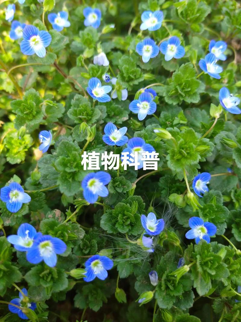 婆婆纳种子怎么种(婆婆纳果实)-第2张图片-花花知道网 婆婆纳种子怎么种(婆婆纳果实)-第2张图片-花花知道网