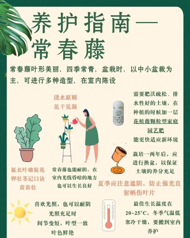 常春藤秋天怎么养(常春藤秋冬季节的养护)-第3张图片-花花知道网 常春藤秋天怎么养(常春藤秋冬季节的养护)-第3张图片-花花知道网
