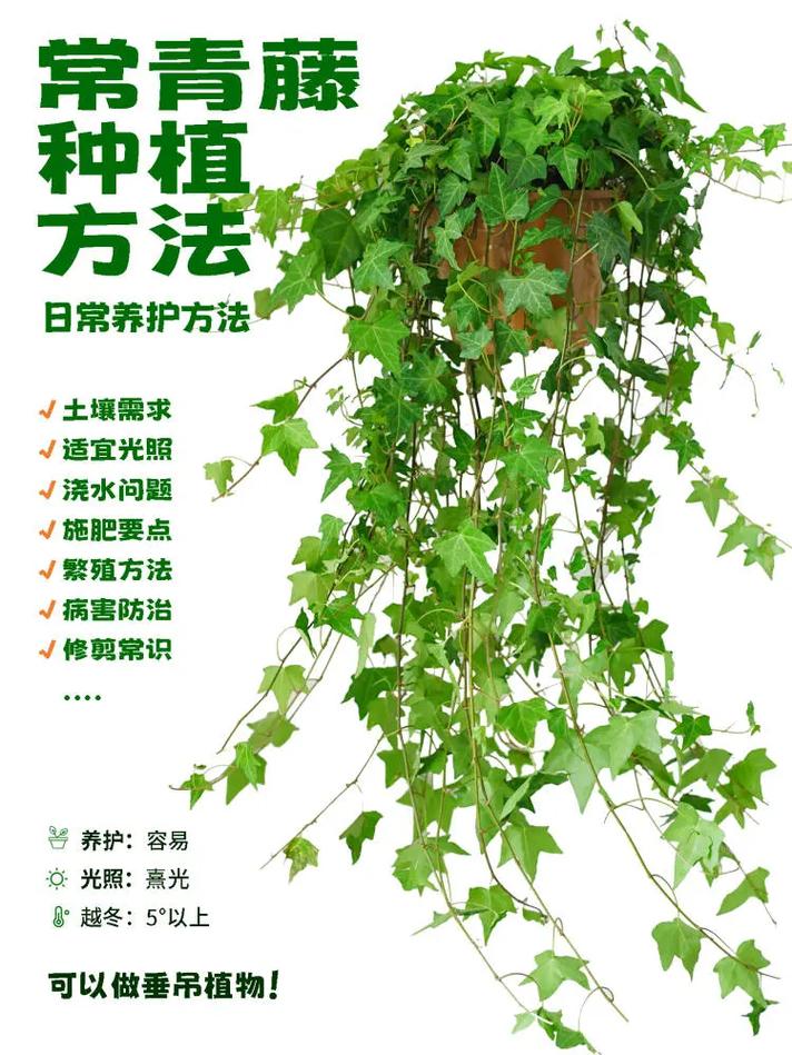 常春藤秋天怎么养(常春藤秋冬季节的养护)-第5张图片-花花知道网 常春藤秋天怎么养(常春藤秋冬季节的养护)-第5张图片-花花知道网