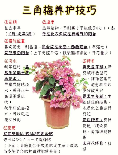 三角梅花期管理方法(三角梅花期注意事项)-第1张图片-花花知道网 三角梅花期管理方法(三角梅花期注意事项)-第1张图片-花花知道网