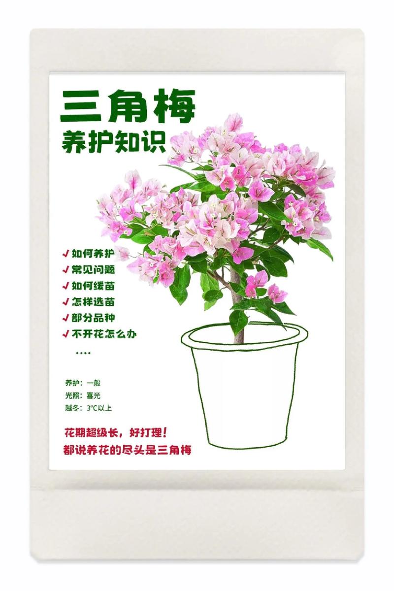 三角梅花期管理方法(三角梅花期注意事项)-第3张图片-花花知道网 三角梅花期管理方法(三角梅花期注意事项)-第3张图片-花花知道网