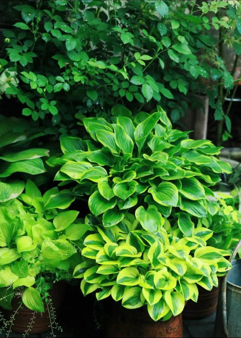玉簪花怎么养爆盆(玉簪花的种植与栽培)-第3张图片-花花知道网 玉簪花怎么养爆盆(玉簪花的种植与栽培)-第3张图片-花花知道网