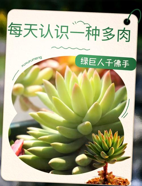 多肉千佛手怎么养(多肉千手佛造型)-第6张图片-花花知道网 多肉千佛手怎么养(多肉千手佛造型)-第6张图片-花花知道网