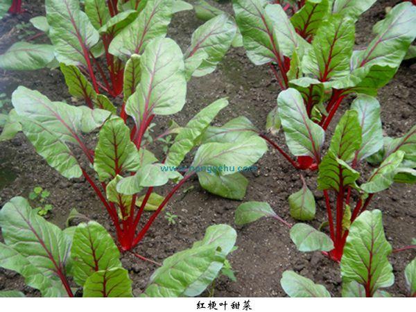 叶菾菜种子怎么种(叶菜怎么种植)-第2张图片-花花知道网 叶菾菜种子怎么种(叶菜怎么种植)-第2张图片-花花知道网