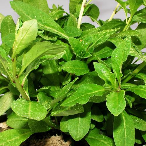 叶菾菜种子怎么种(叶菜怎么种植)-第3张图片-花花知道网 叶菾菜种子怎么种(叶菜怎么种植)-第3张图片-花花知道网