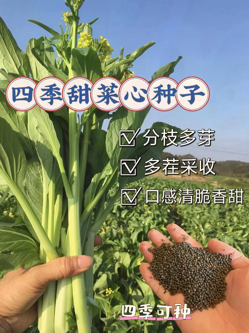 叶菾菜种子怎么种(叶菜怎么种植)-第4张图片-花花知道网 叶菾菜种子怎么种(叶菜怎么种植)-第4张图片-花花知道网