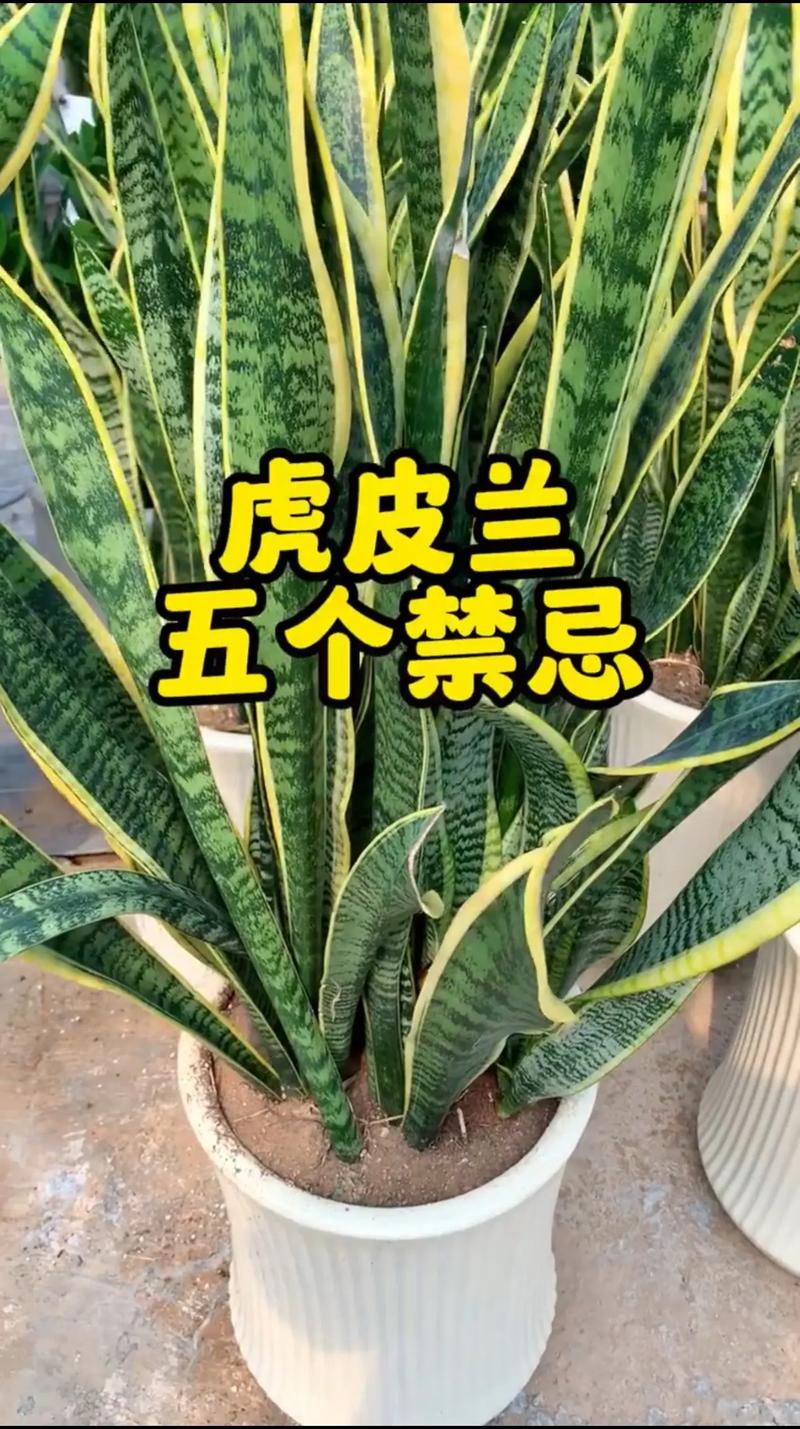 虎皮兰适合什么土壤(虎皮兰用什么土养好)-第1张图片-花花知道网 虎皮兰适合什么土壤(虎皮兰用什么土养好)-第1张图片-花花知道网