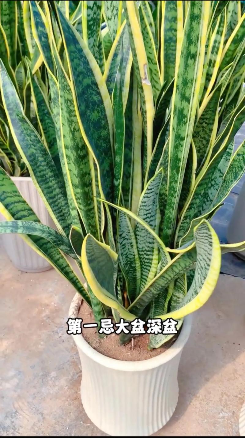 虎皮兰适合什么土壤(虎皮兰用什么土养好)-第6张图片-花花知道网 虎皮兰适合什么土壤(虎皮兰用什么土养好)-第6张图片-花花知道网