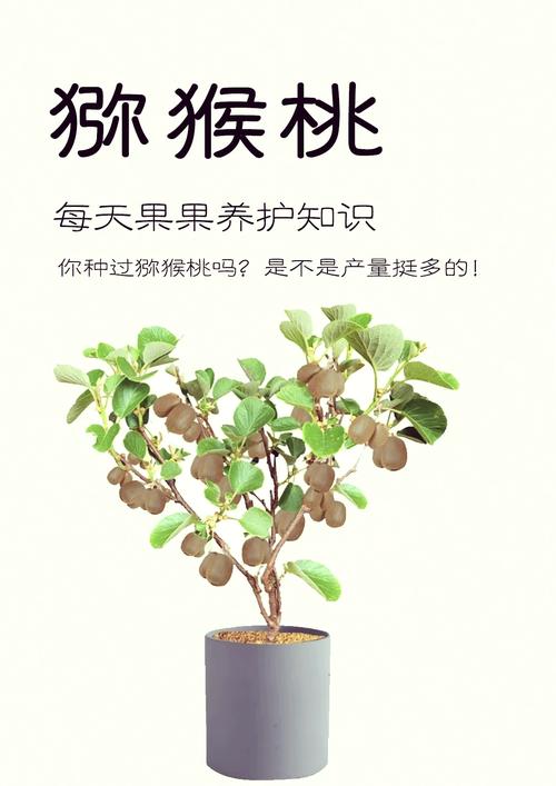 猕猴桃怎么种(猕猴桃怎么种出来的)-第2张图片-花花知道网 猕猴桃怎么种(猕猴桃怎么种出来的)-第2张图片-花花知道网