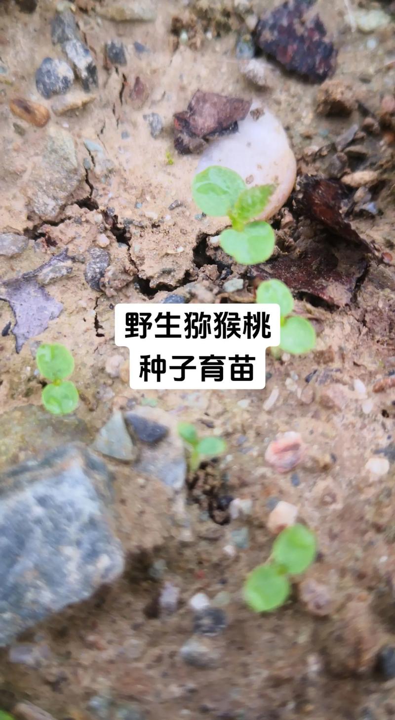 猕猴桃怎么种(猕猴桃怎么种出来的)-第4张图片-花花知道网 猕猴桃怎么种(猕猴桃怎么种出来的)-第4张图片-花花知道网