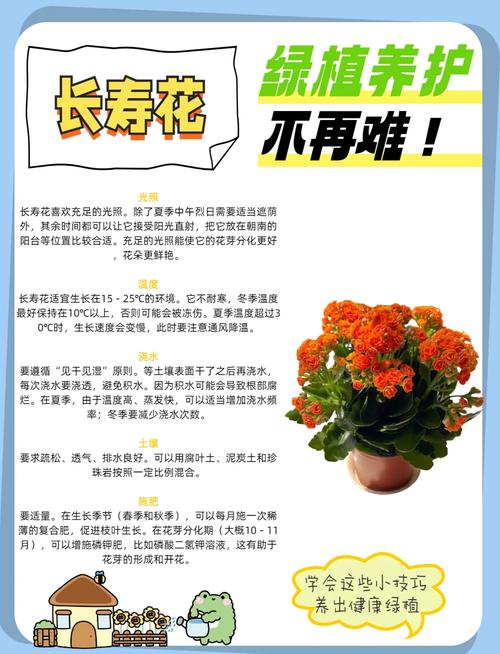 长寿花怎么养长得旺(长寿花怎么养长的快)-第1张图片-花花知道网 长寿花怎么养长得旺(长寿花怎么养长的快)-第1张图片-花花知道网