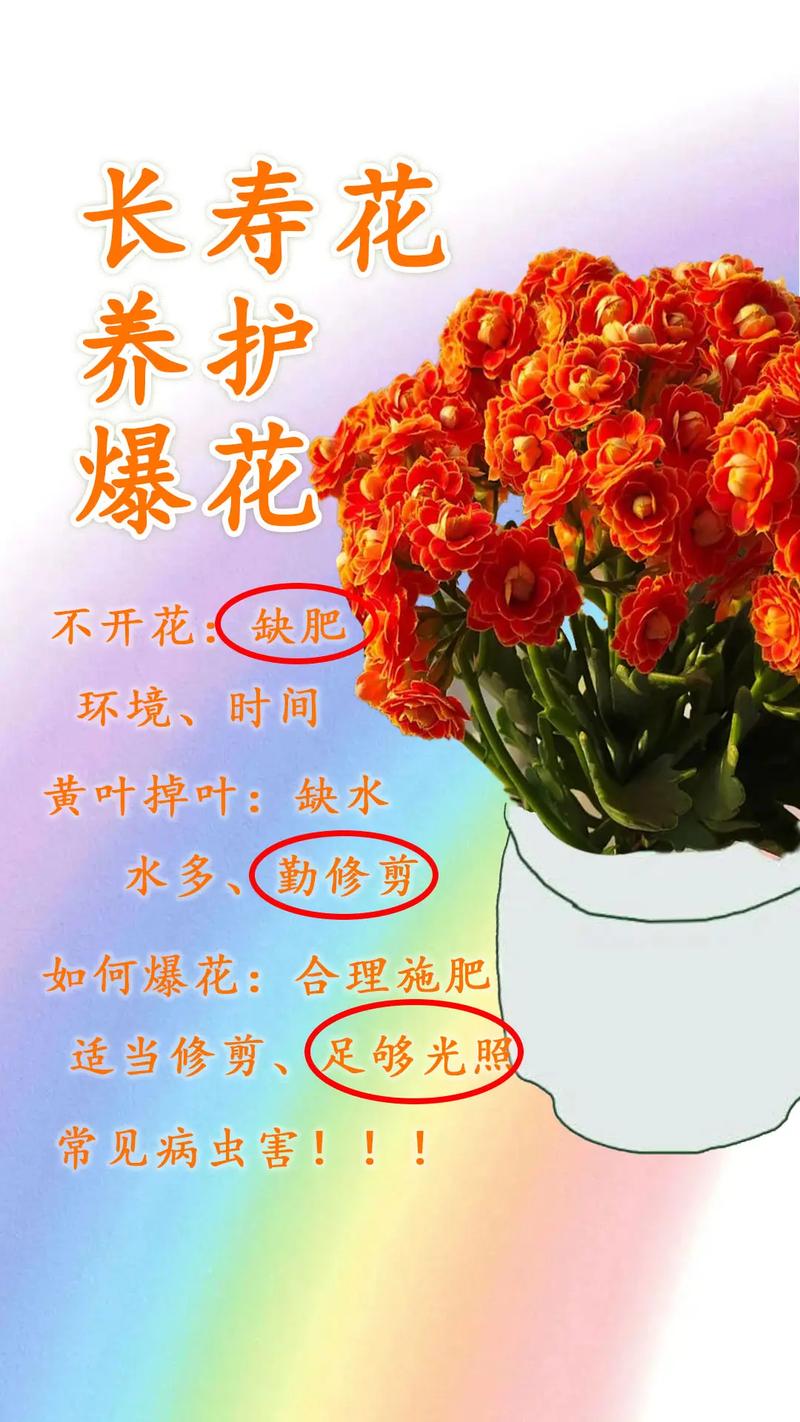 长寿花怎么养长得旺(长寿花怎么养长的快)-第2张图片-花花知道网 长寿花怎么养长得旺(长寿花怎么养长的快)-第2张图片-花花知道网