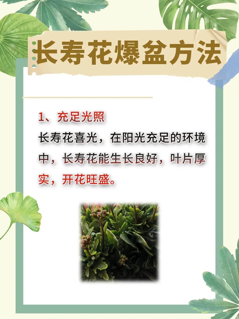 长寿花怎么养长得旺(长寿花怎么养长的快)-第5张图片-花花知道网 长寿花怎么养长得旺(长寿花怎么养长的快)-第5张图片-花花知道网