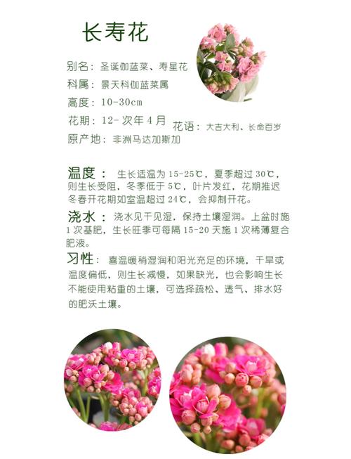 长寿花怎么养长得旺(长寿花怎么养长的快)-第7张图片-花花知道网 长寿花怎么养长得旺(长寿花怎么养长的快)-第7张图片-花花知道网