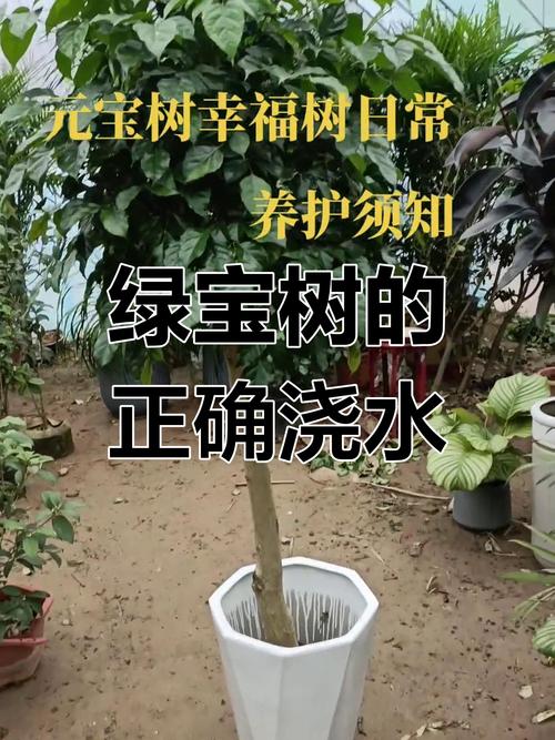 绿元宝叶子下垂怎么办（绿元宝叶子下垂怎么办呢）-第1张图片-花花知道网