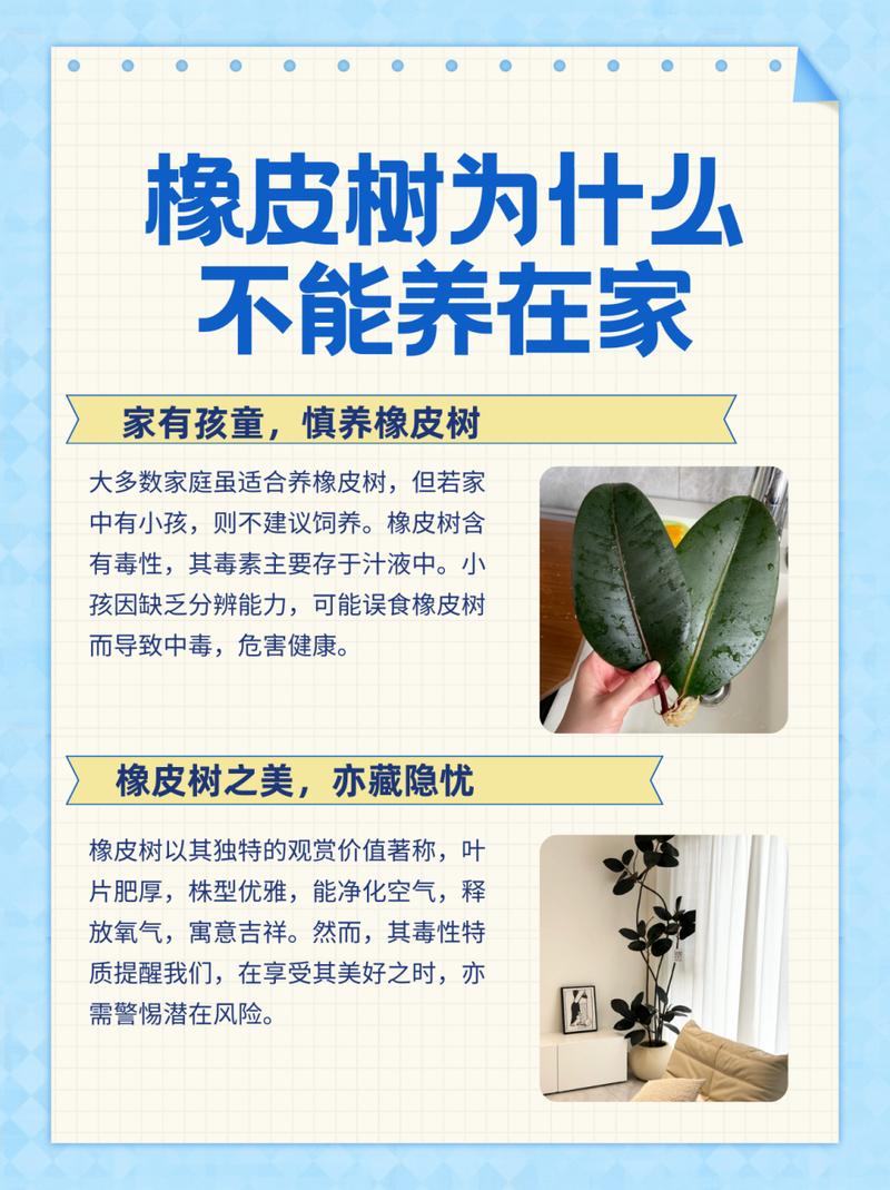 橡皮树秋天怎么养(橡皮树秋天怎么养护和浇水)-第2张图片-花花知道网 橡皮树秋天怎么养(橡皮树秋天怎么养护和浇水)-第2张图片-花花知道网