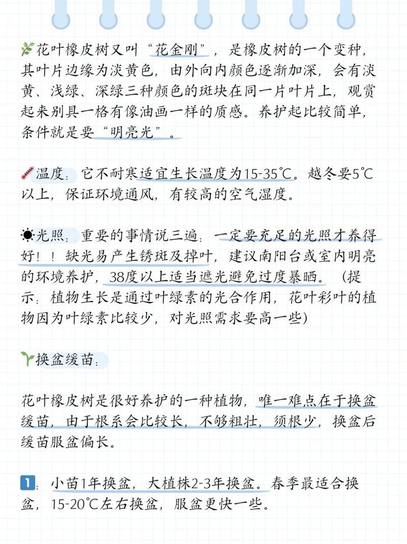 橡皮树秋天怎么养(橡皮树秋天怎么养护和浇水)-第3张图片-花花知道网 橡皮树秋天怎么养(橡皮树秋天怎么养护和浇水)-第3张图片-花花知道网