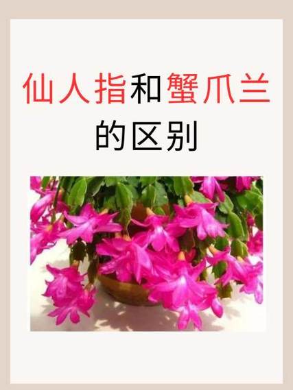 好看又好养的仙人指(仙人指好不好养)-第7张图片-花花知道网 好看又好养的仙人指(仙人指好不好养)-第7张图片-花花知道网