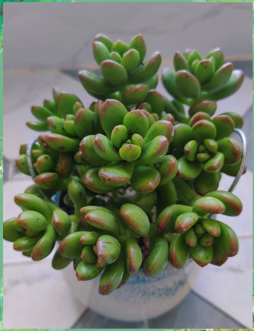 丸叶松绿怎么养(丸叶松绿的叶子可用来繁殖吗)-第2张图片-花花知道网 丸叶松绿怎么养(丸叶松绿的叶子可用来繁殖吗)-第2张图片-花花知道网