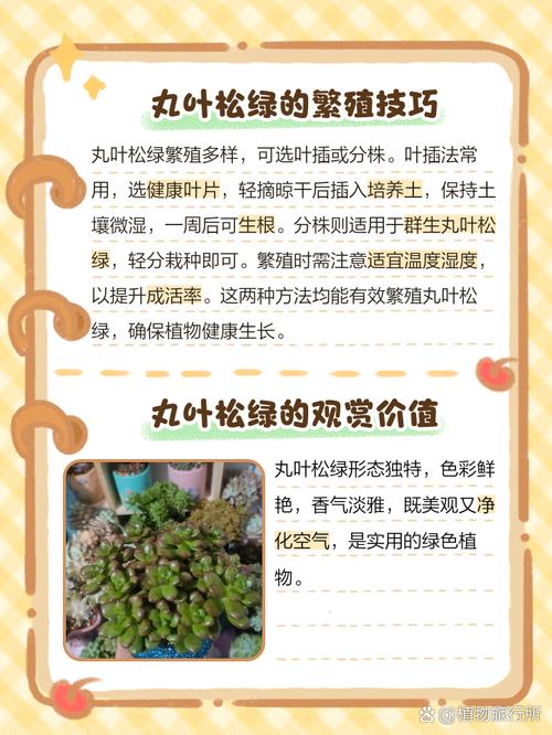 丸叶松绿怎么养(丸叶松绿的叶子可用来繁殖吗)-第3张图片-花花知道网 丸叶松绿怎么养(丸叶松绿的叶子可用来繁殖吗)-第3张图片-花花知道网