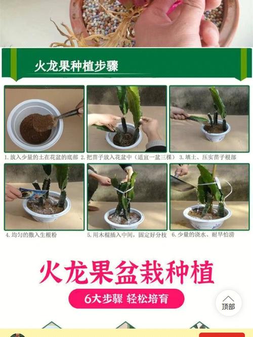 火龙果苗怎么种植(火龙果果苗怎么种)-第1张图片-花花知道网 火龙果苗怎么种植(火龙果果苗怎么种)-第1张图片-花花知道网