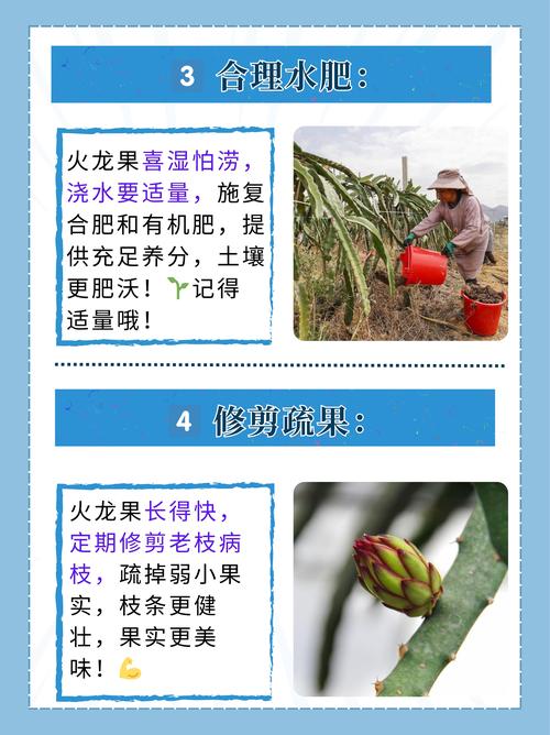 火龙果苗怎么种植(火龙果果苗怎么种)-第4张图片-花花知道网 火龙果苗怎么种植(火龙果果苗怎么种)-第4张图片-花花知道网