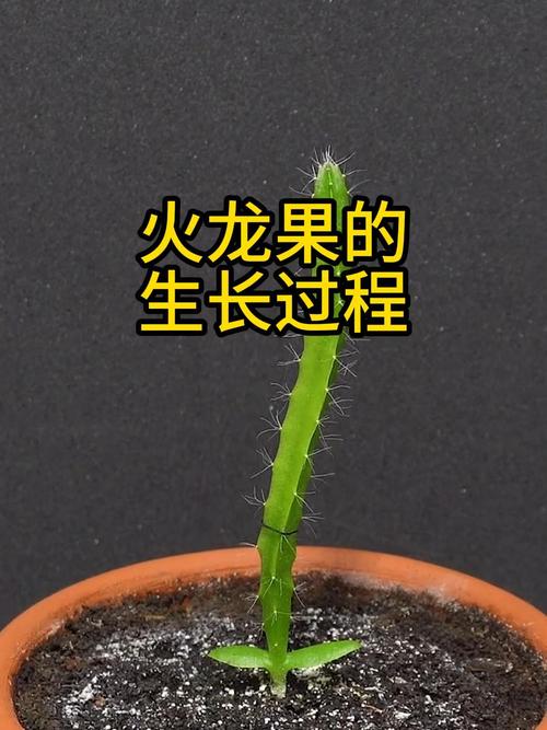 火龙果苗怎么种植(火龙果果苗怎么种)-第6张图片-花花知道网 火龙果苗怎么种植(火龙果果苗怎么种)-第6张图片-花花知道网