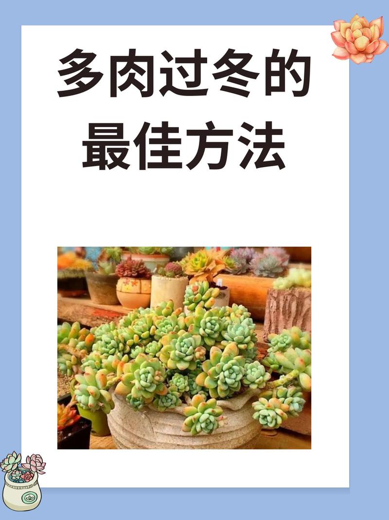 北方多肉冬天怎么办(北方多肉如何过冬)-第6张图片-花花知道网 北方多肉冬天怎么办(北方多肉如何过冬)-第6张图片-花花知道网