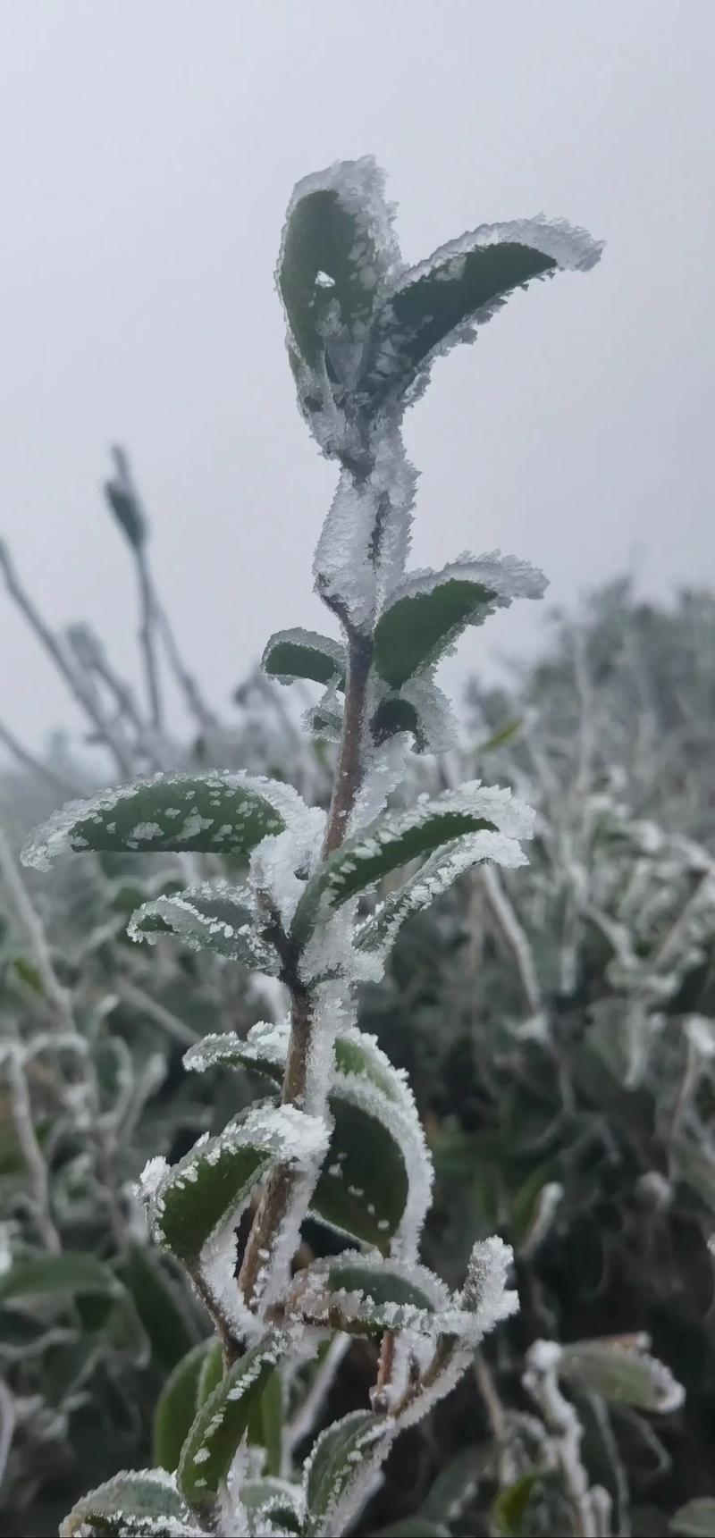 茶花冬天怎么养(茶花冬天怎么养要注意什么茶壮)-第1张图片-花花知道网 茶花冬天怎么养(茶花冬天怎么养要注意什么茶壮)-第1张图片-花花知道网