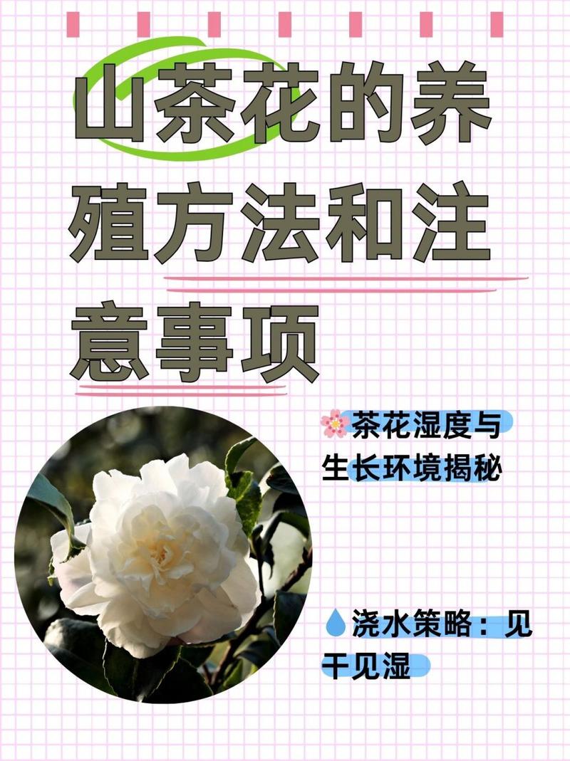 茶花冬天怎么养(茶花冬天怎么养要注意什么茶壮)-第3张图片-花花知道网 茶花冬天怎么养(茶花冬天怎么养要注意什么茶壮)-第3张图片-花花知道网