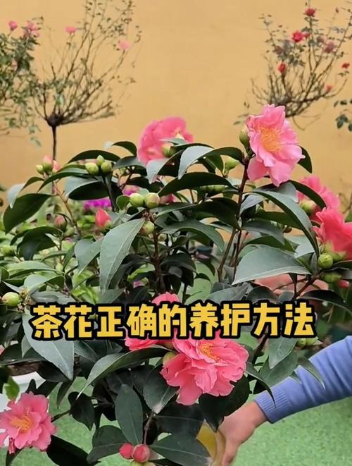 茶花冬天怎么养(茶花冬天怎么养要注意什么茶壮)-第4张图片-花花知道网 茶花冬天怎么养(茶花冬天怎么养要注意什么茶壮)-第4张图片-花花知道网