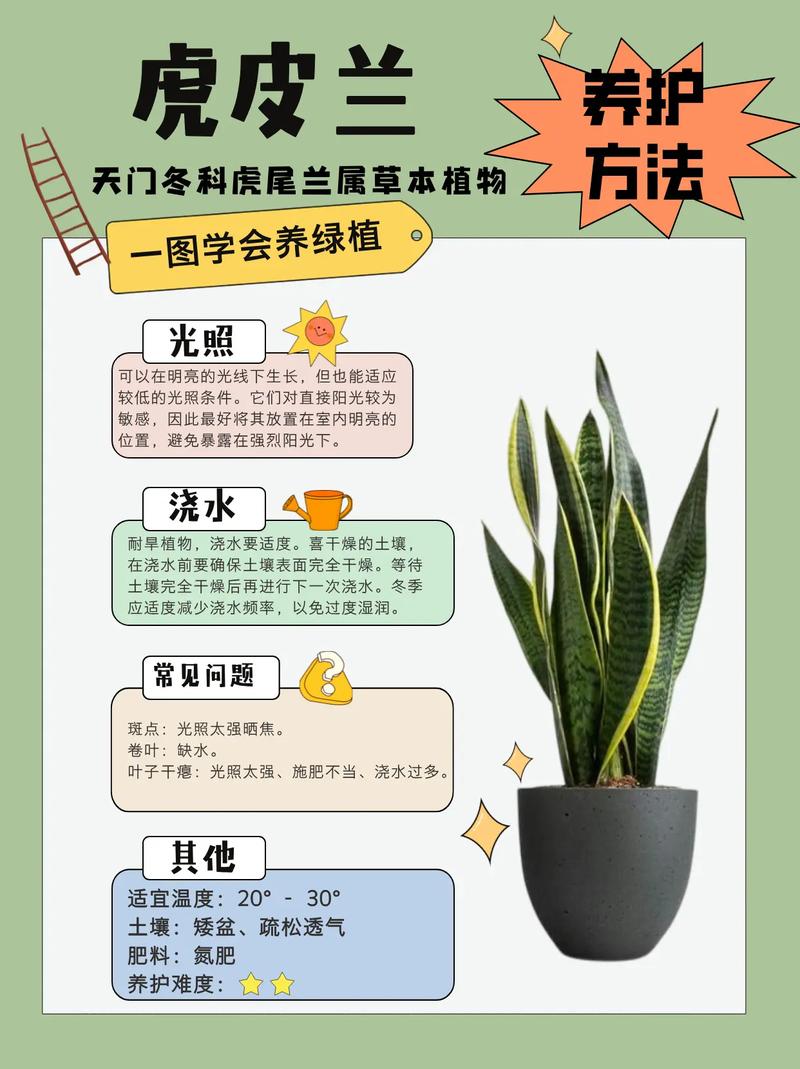 秋天养虎皮兰(秋天养虎皮兰能活吗)-第2张图片-花花知道网 秋天养虎皮兰(秋天养虎皮兰能活吗)-第2张图片-花花知道网