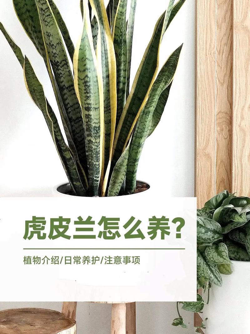 秋天养虎皮兰(秋天养虎皮兰能活吗)-第3张图片-花花知道网 秋天养虎皮兰(秋天养虎皮兰能活吗)-第3张图片-花花知道网