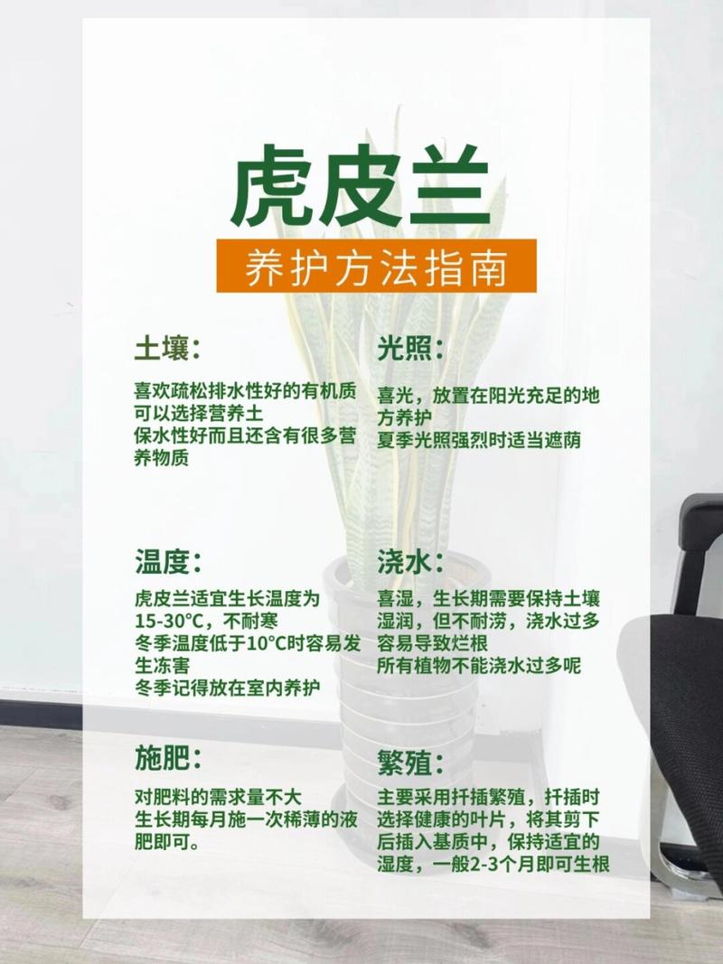 秋天养虎皮兰(秋天养虎皮兰能活吗)-第4张图片-花花知道网 秋天养虎皮兰(秋天养虎皮兰能活吗)-第4张图片-花花知道网